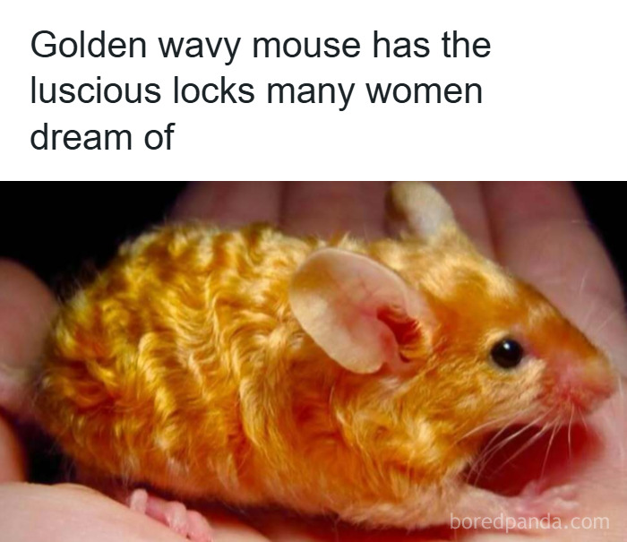 50 Hilarious Animal Memes That Might Make Your Day At Least Slightly Better