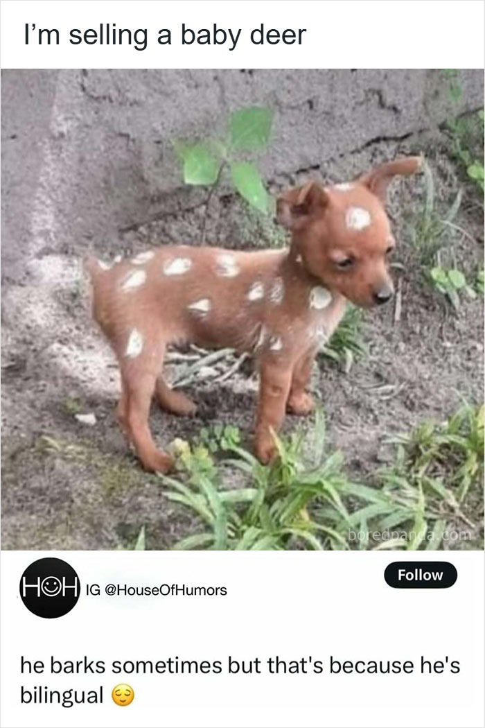 50 Hilarious Animal Memes That Might Make Your Day At Least Slightly Better