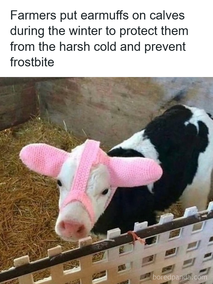 50 Hilarious Animal Memes That Might Make Your Day At Least Slightly Better