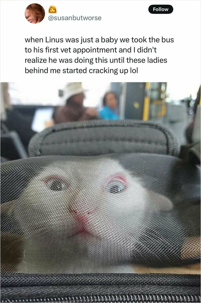 50 Hilarious Animal Memes That Might Make Your Day At Least Slightly Better