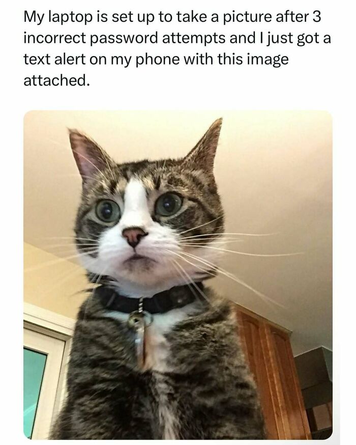 50 Hilarious Animal Memes That Might Make Your Day At Least Slightly Better