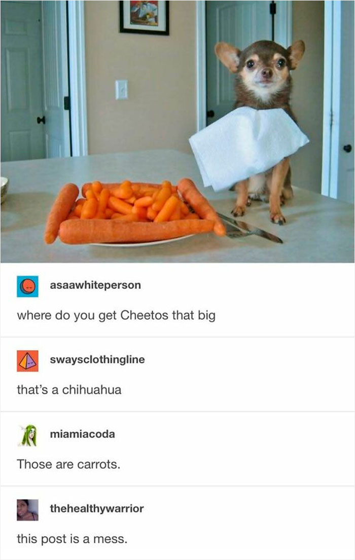 50 Hilarious Animal Memes That Might Make Your Day At Least Slightly Better