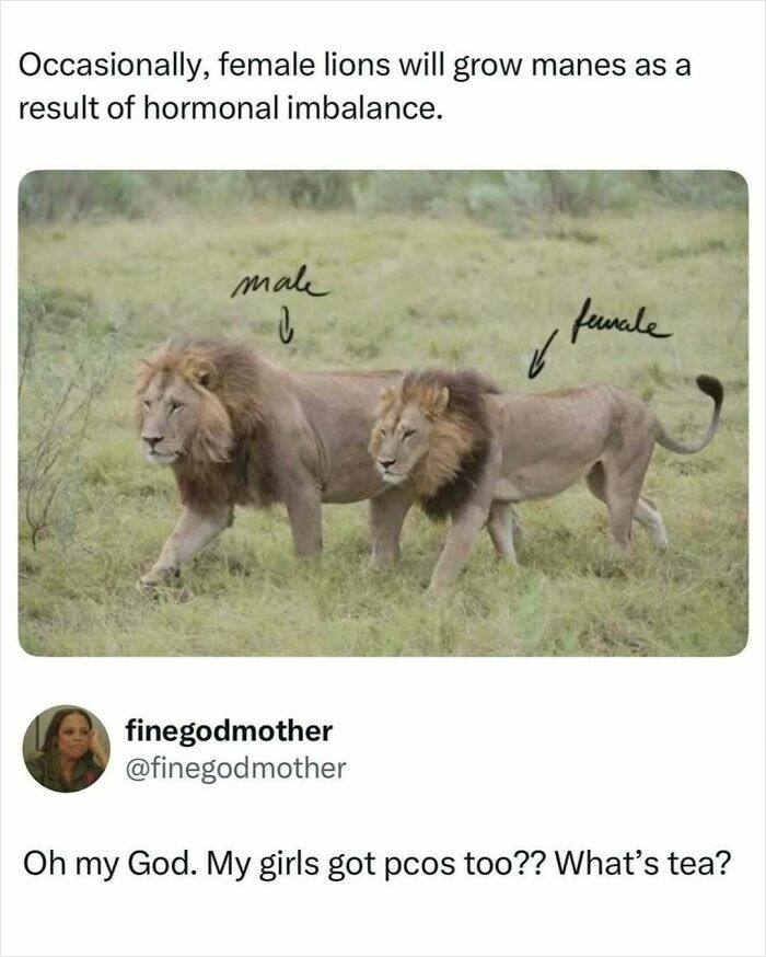 50 Hilarious Animal Memes That Might Make Your Day At Least Slightly Better