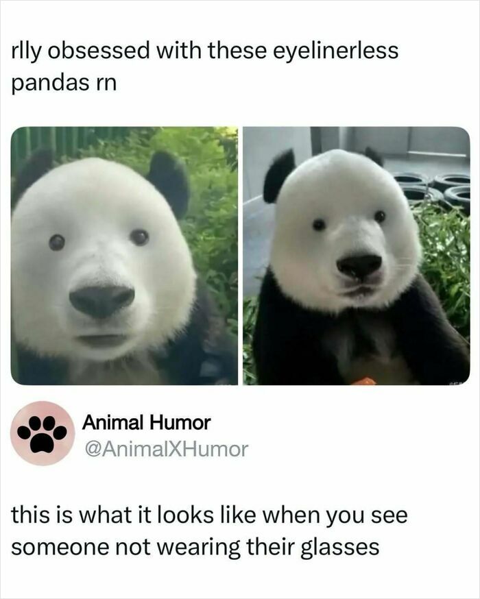 50 Hilarious Animal Memes That Might Make Your Day At Least Slightly Better