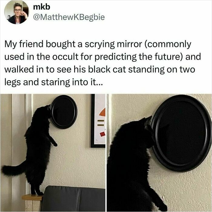 50 Hilarious Animal Memes That Might Make Your Day At Least Slightly Better