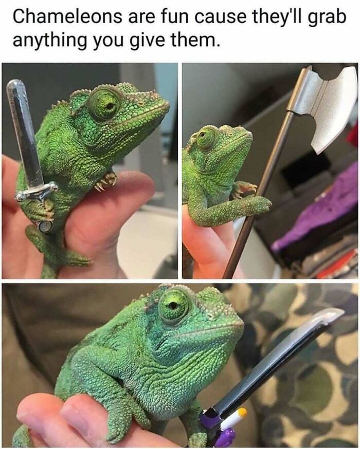 50 Hilarious Animal Memes That Might Make Your Day At Least Slightly Better