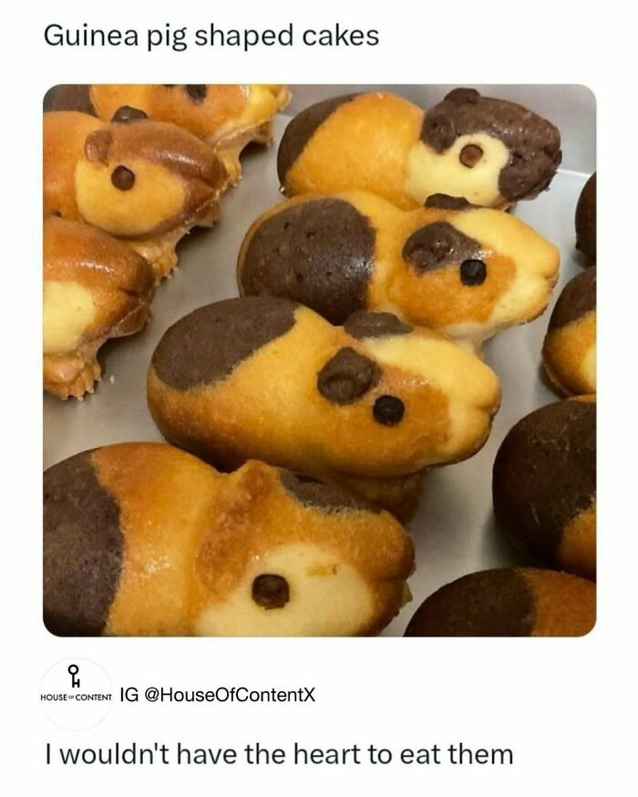 50 Hilarious Animal Memes That Might Make Your Day At Least Slightly Better