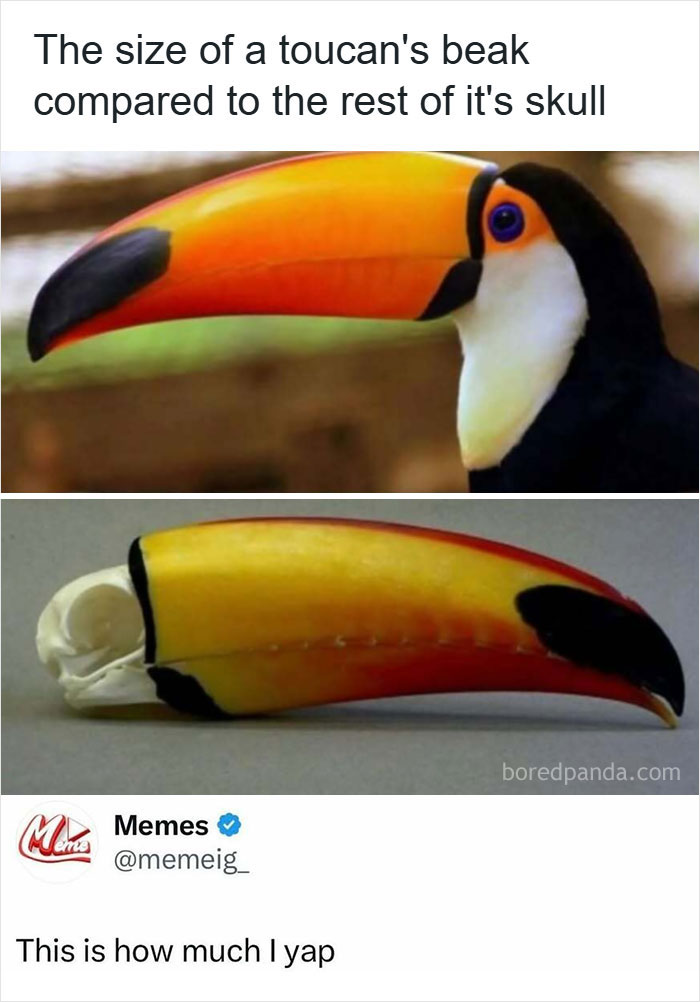 50 Hilarious Animal Memes That Might Make Your Day At Least Slightly Better