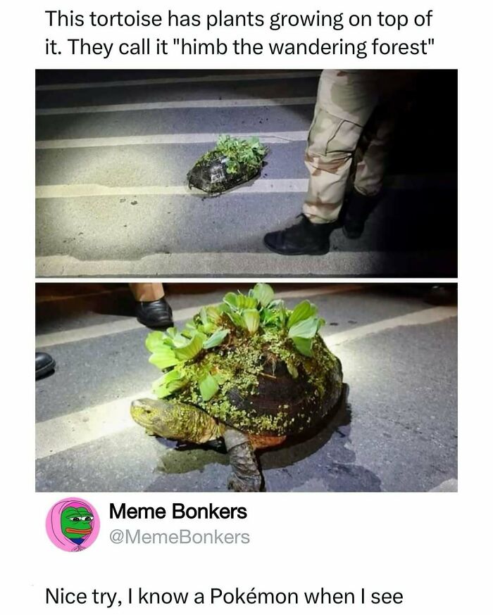 50 Hilarious Animal Memes That Might Make Your Day At Least Slightly Better