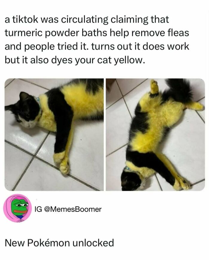 50 Hilarious Animal Memes That Might Make Your Day At Least Slightly Better