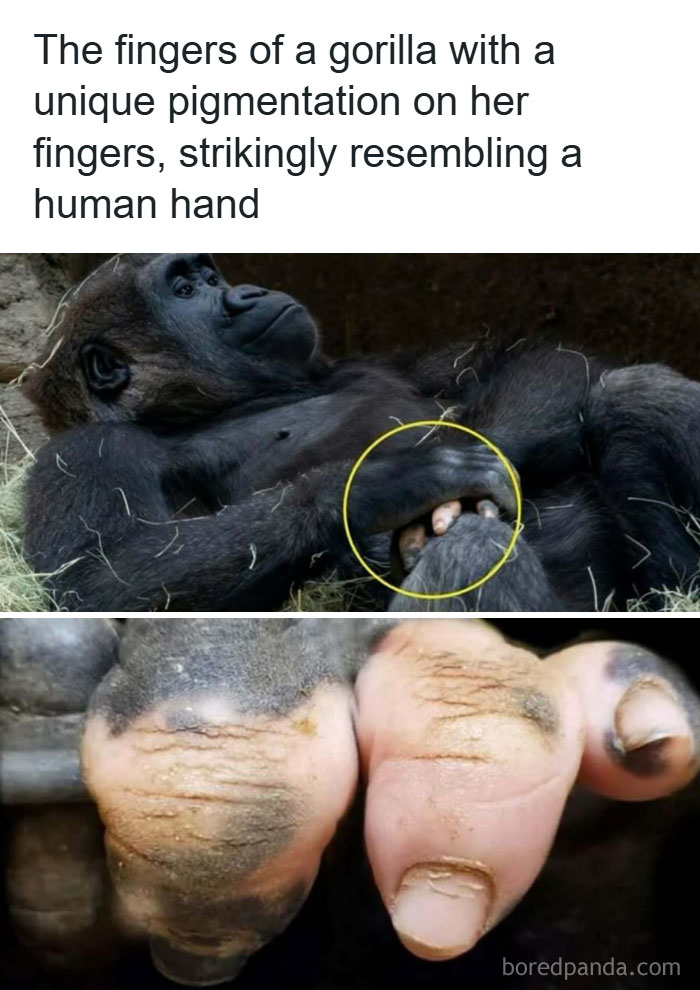 50 Hilarious Animal Memes That Might Make Your Day At Least Slightly Better