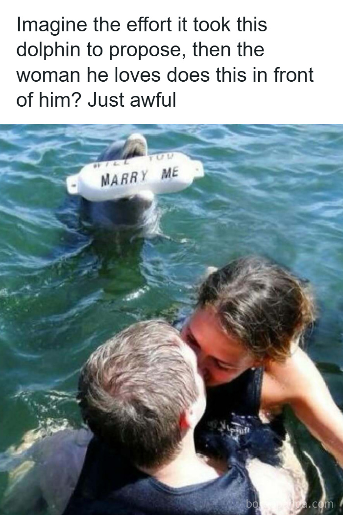 50 Hilarious Animal Memes That Might Make Your Day At Least Slightly Better