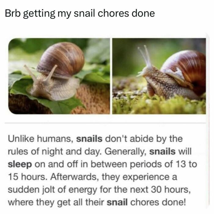 50 Hilarious Animal Memes That Might Make Your Day At Least Slightly Better