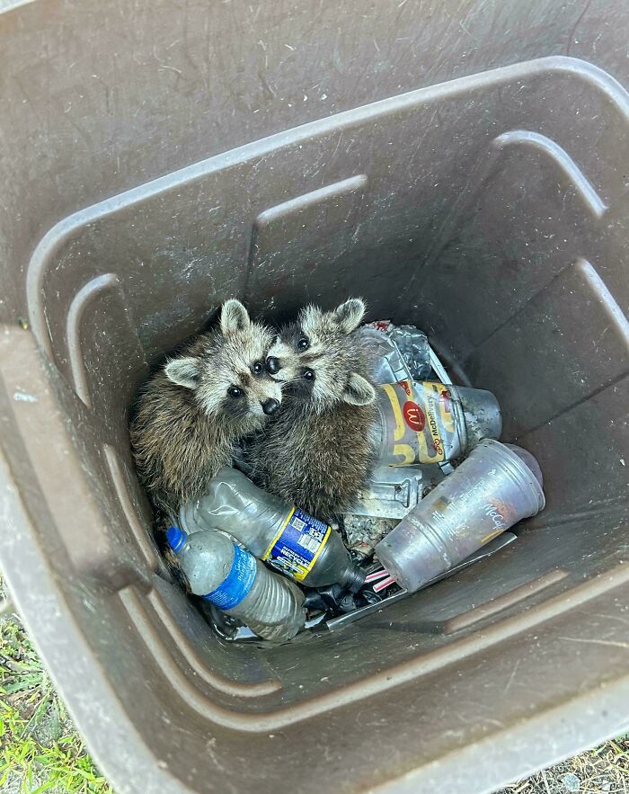 55 Dumpster Diving Treasures Your Neighborhood Raccoons Would Be Wowed By (New Pics)