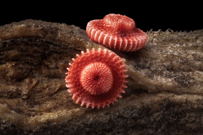 71 Mind-Blowing Microscopic Images From The 2025 Nikon Small World Photomicrography Contest