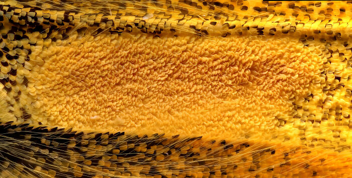 71 Mind-Blowing Microscopic Images From The 2025 Nikon Small World Photomicrography Contest