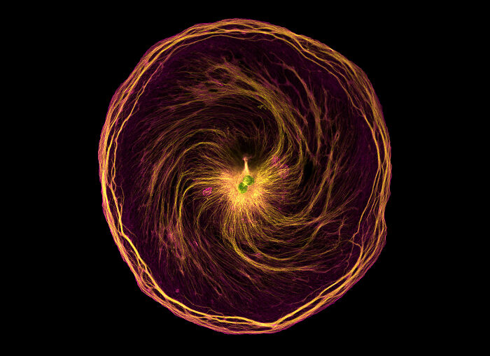 71 Mind-Blowing Microscopic Images From The 2025 Nikon Small World Photomicrography Contest
