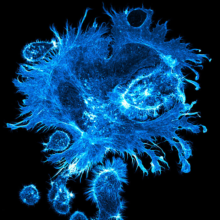 71 Mind-Blowing Microscopic Images From The 2025 Nikon Small World Photomicrography Contest