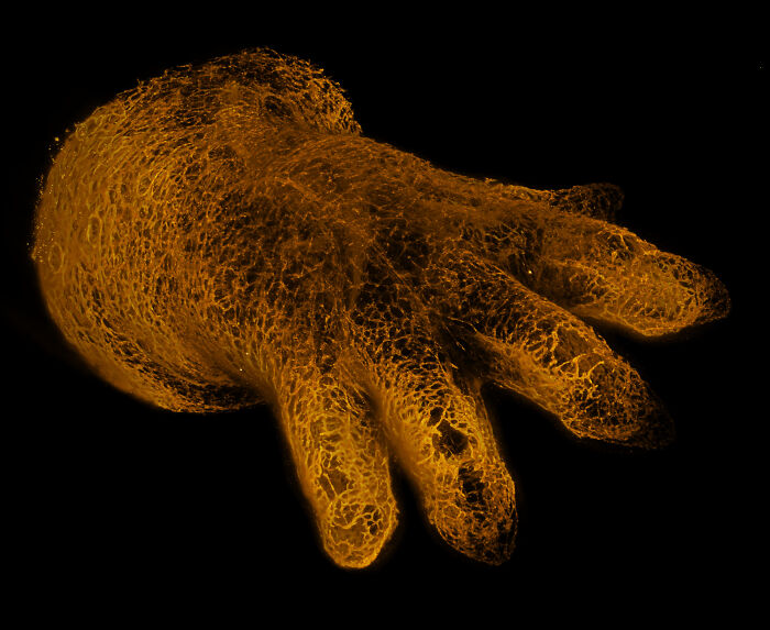 71 Mind-Blowing Microscopic Images From The 2025 Nikon Small World Photomicrography Contest