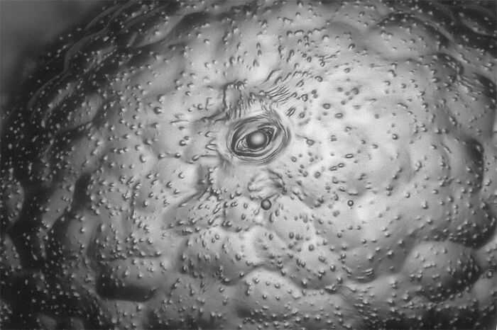 71 Mind-Blowing Microscopic Images From The 2025 Nikon Small World Photomicrography Contest