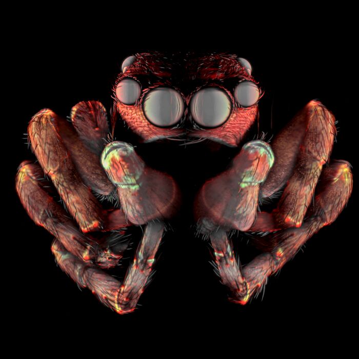 71 Mind-Blowing Microscopic Images From The 2025 Nikon Small World Photomicrography Contest