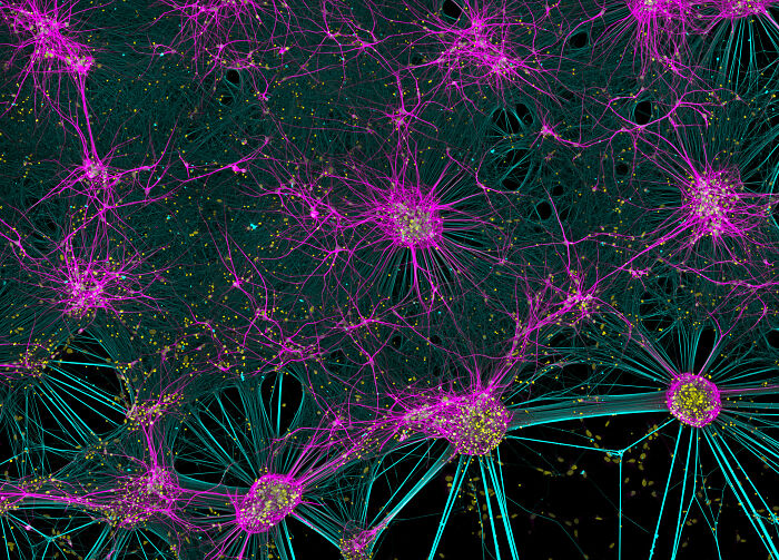 71 Mind-Blowing Microscopic Images From The 2025 Nikon Small World Photomicrography Contest