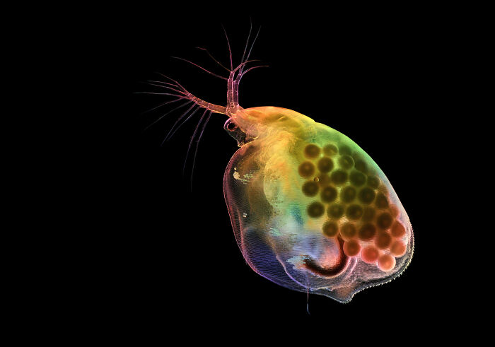 71 Mind-Blowing Microscopic Images From The 2025 Nikon Small World Photomicrography Contest