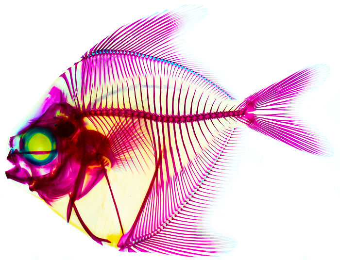 71 Mind-Blowing Microscopic Images From The 2025 Nikon Small World Photomicrography Contest
