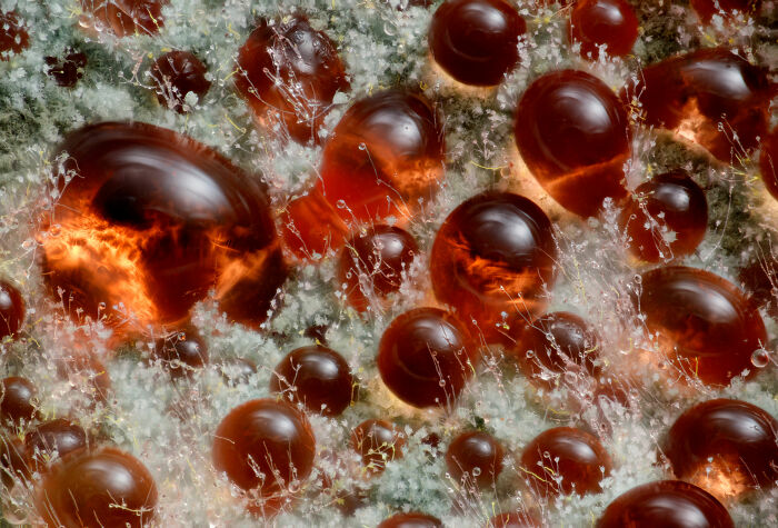 71 Mind-Blowing Microscopic Images From The 2025 Nikon Small World Photomicrography Contest