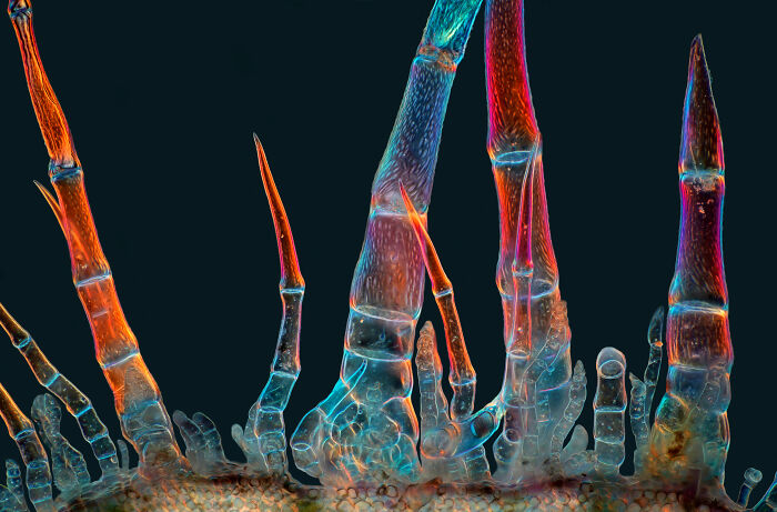 71 Mind-Blowing Microscopic Images From The 2025 Nikon Small World Photomicrography Contest