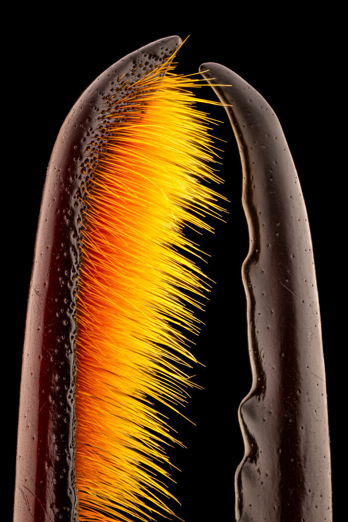 71 Mind-Blowing Microscopic Images From The 2025 Nikon Small World Photomicrography Contest