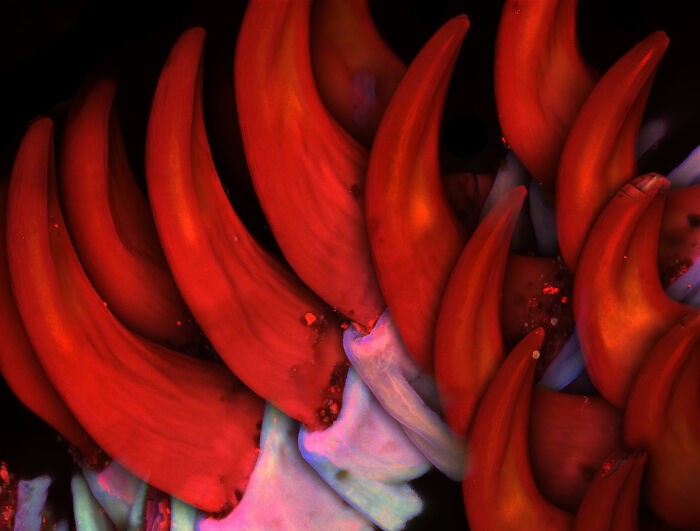 71 Mind-Blowing Microscopic Images From The 2025 Nikon Small World Photomicrography Contest