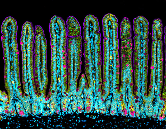 71 Mind-Blowing Microscopic Images From The 2025 Nikon Small World Photomicrography Contest