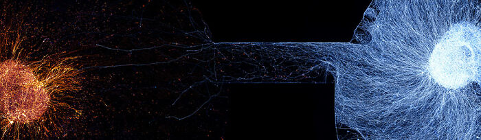 71 Mind-Blowing Microscopic Images From The 2025 Nikon Small World Photomicrography Contest