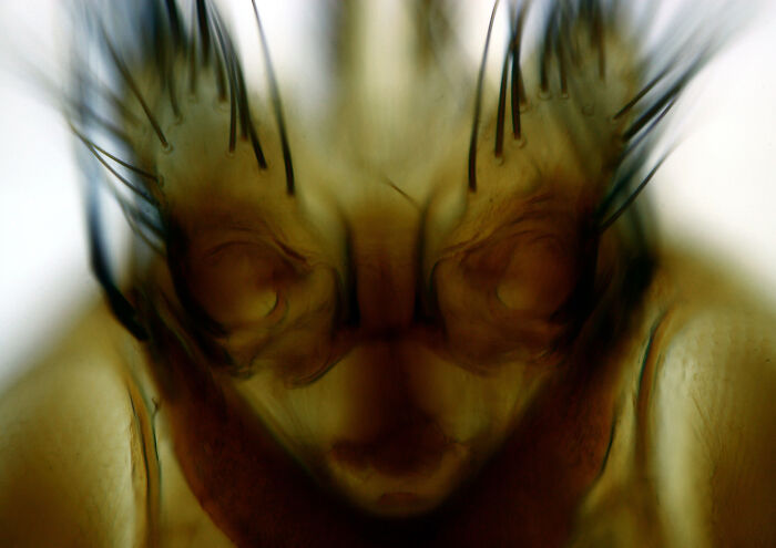 71 Mind-Blowing Microscopic Images From The 2025 Nikon Small World Photomicrography Contest