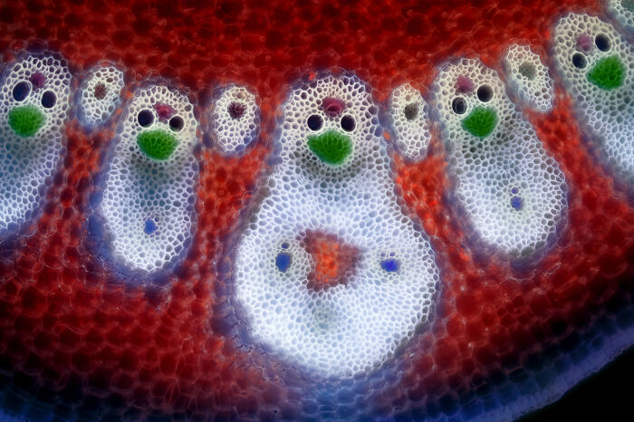 71 Mind-Blowing Microscopic Images From The 2025 Nikon Small World Photomicrography Contest