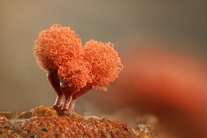 71 Mind-Blowing Microscopic Images From The 2025 Nikon Small World Photomicrography Contest