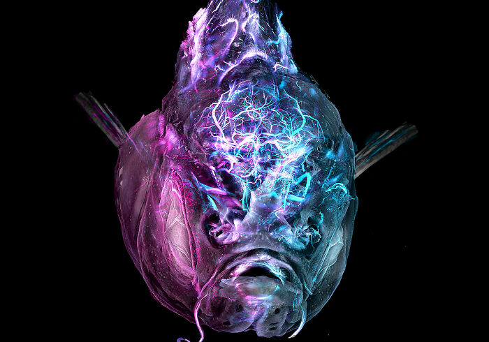 71 Mind-Blowing Microscopic Images From The 2025 Nikon Small World Photomicrography Contest