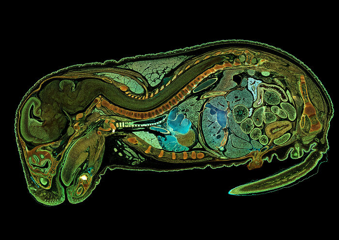 71 Mind-Blowing Microscopic Images From The 2025 Nikon Small World Photomicrography Contest
