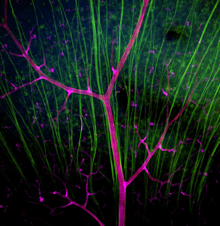 71 Mind-Blowing Microscopic Images From The 2025 Nikon Small World Photomicrography Contest