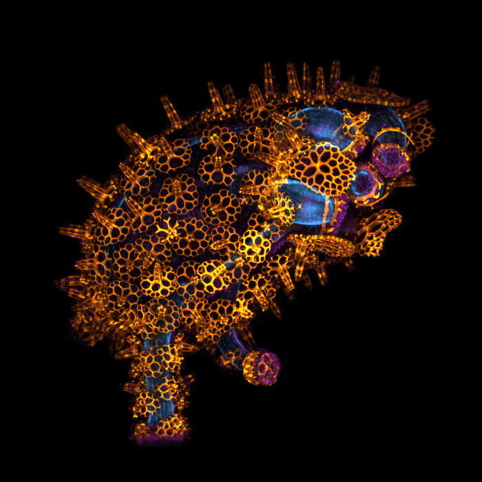 71 Mind-Blowing Microscopic Images From The 2025 Nikon Small World Photomicrography Contest