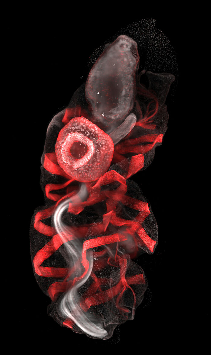 71 Mind-Blowing Microscopic Images From The 2025 Nikon Small World Photomicrography Contest
