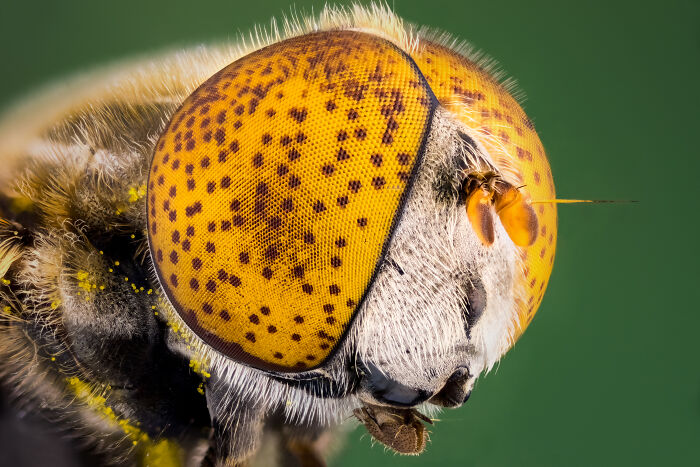71 Mind-Blowing Microscopic Images From The 2025 Nikon Small World Photomicrography Contest