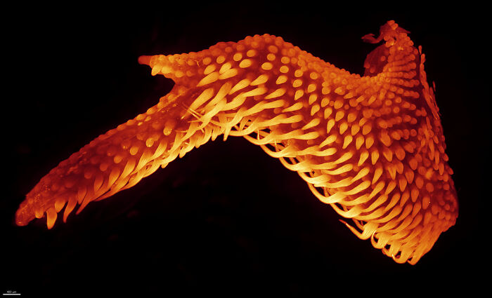 71 Mind-Blowing Microscopic Images From The 2025 Nikon Small World Photomicrography Contest