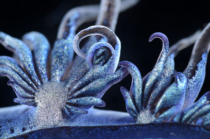 71 Mind-Blowing Microscopic Images From The 2025 Nikon Small World Photomicrography Contest
