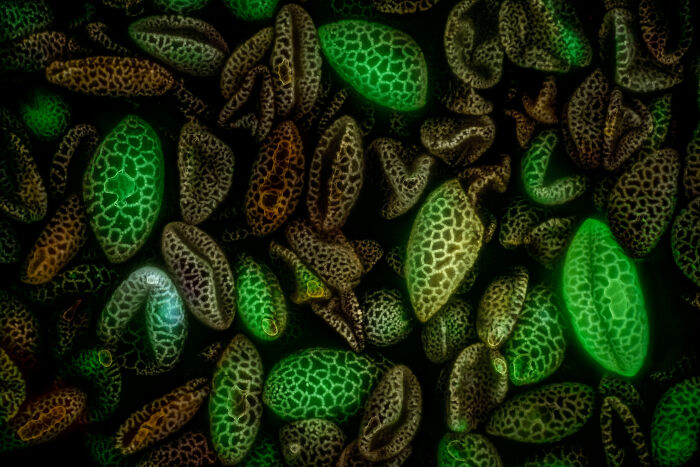 71 Mind-Blowing Microscopic Images From The 2025 Nikon Small World Photomicrography Contest