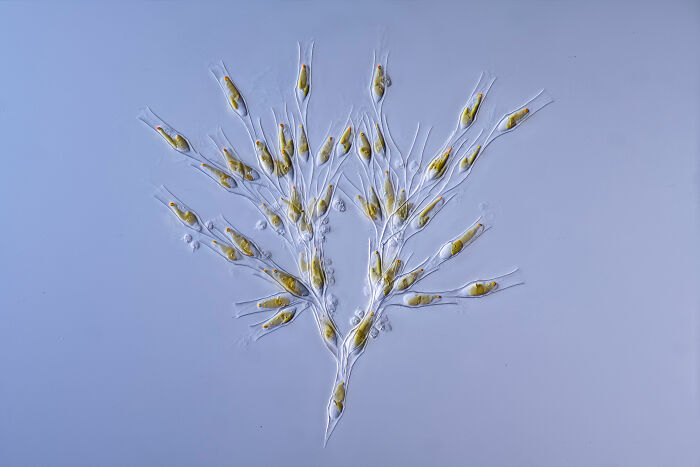 71 Mind-Blowing Microscopic Images From The 2025 Nikon Small World Photomicrography Contest