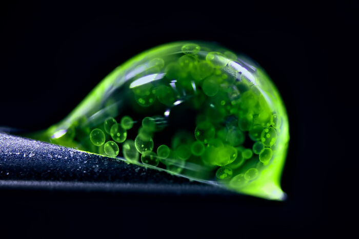 71 Mind-Blowing Microscopic Images From The 2025 Nikon Small World Photomicrography Contest