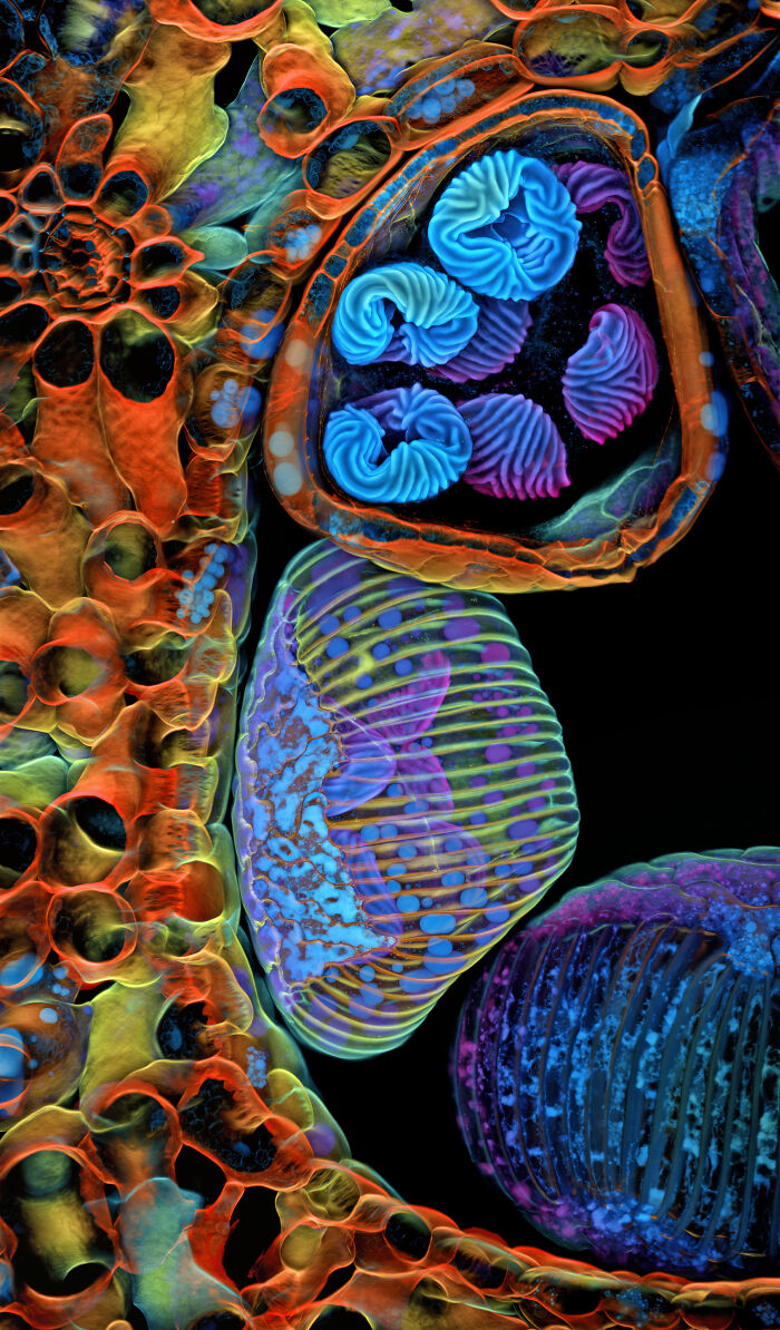 71 Mind-Blowing Microscopic Images From The 2025 Nikon Small World Photomicrography Contest