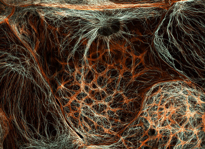 71 Mind-Blowing Microscopic Images From The 2025 Nikon Small World Photomicrography Contest